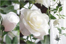 2 Stuks Rozen Slinger - Kunstbloemen slinger - Balkon decoratie - Zomerbloem- 145cm - Klimroos cream & Wit- Bruiloft Decoratie – Trouwen -Trouwdag bloemen