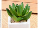 TDR -  6x kunst vetplantjes - Succulenten - Mini kamerplanten - in mooie gevormde witte keramieken potjes - ↑8 cm -Ø 6.6 cm