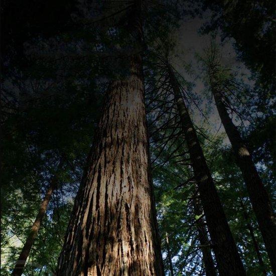 Mahonie Chinese Eetstokjes 10 setjes met geschenkdoos