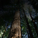 Mahonie Chinese Eetstokjes 10 setjes met geschenkdoos