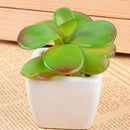 6x Kunstvetplantjes in Witte Keramieken Potjes - 8 cm