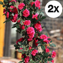 2 Stuks Klimop Slinger - Scharlaken Wijnstokken