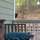 Unikorf 2-delige katten decoratie 22x18 & 22x12 zwart