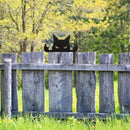 Unikorf 2-delige dierenkattenspion tuindecoratie, zwart
