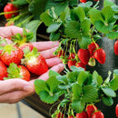 2 stuks Hangende Aardbeienzakjes Groen - Ruimtebesparend en Duurzaam - 10 Poorten