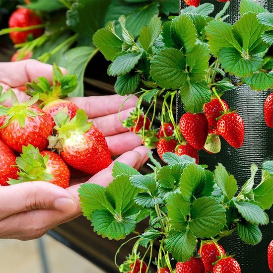 2 stuks Hangende Aardbeienzakjes Groen - Ruimtebesparend en Duurzaam - 10 Poorten