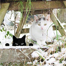 Unikorf 2-delige katten decoratie 22x18 & 22x12 zwart