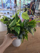 ProductAsset